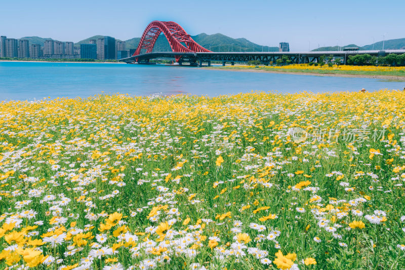 治愈系风景宁波虹桥夏天的盛开的雏菊