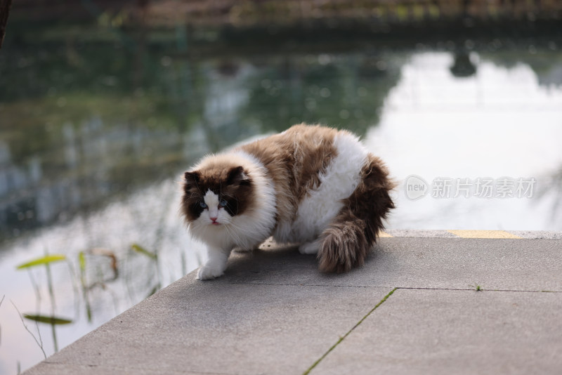 一只在湖边行走的布偶猫