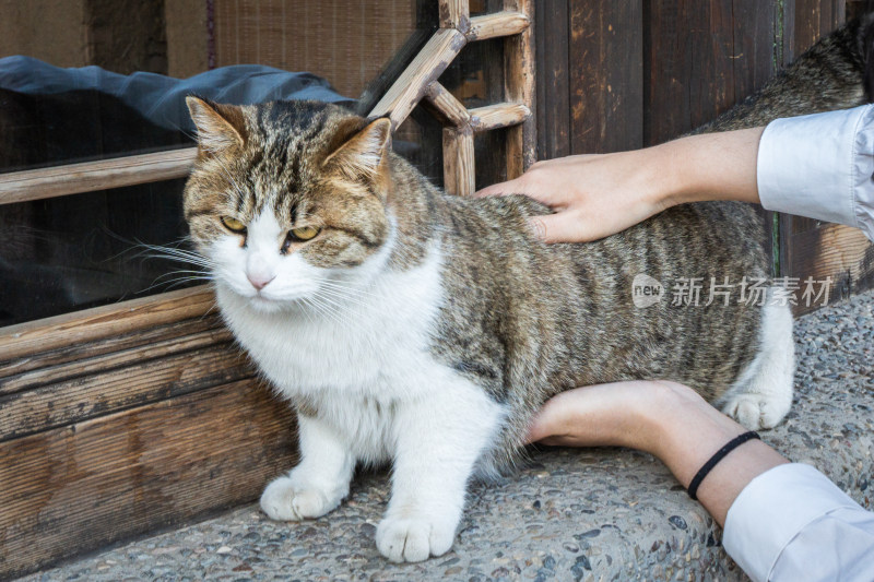 把猫抱起来抚摸猫