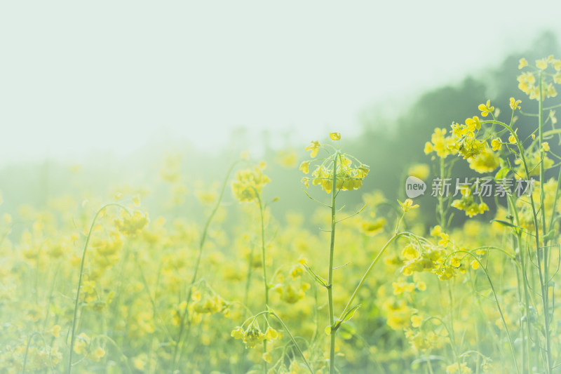 阳光下大片黄色油菜花田的清新自然景象