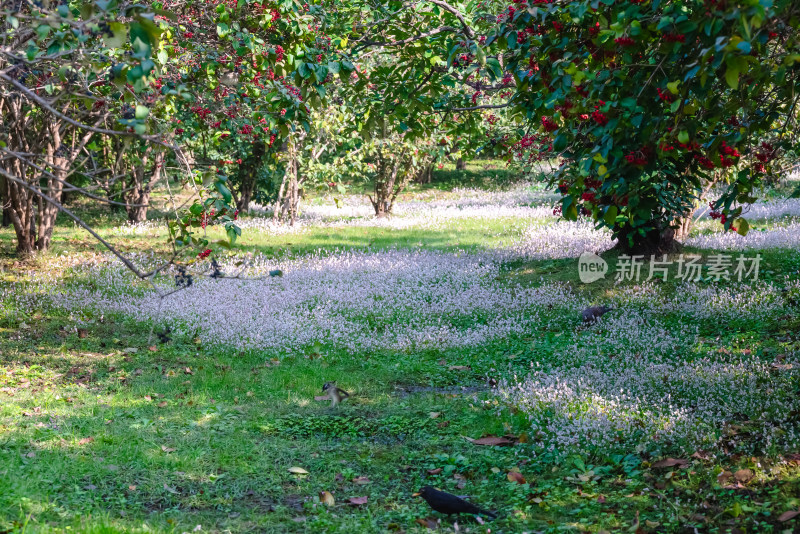 晴朗的午后，扬州瘦西湖江南园林风景