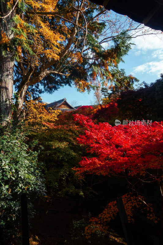 枫叶 京都 庭院 京都 秋天 日式