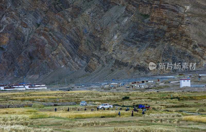 藏民收割青稞的场景