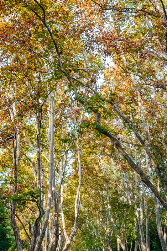 南京钟山风景名胜区梧桐大道秋景