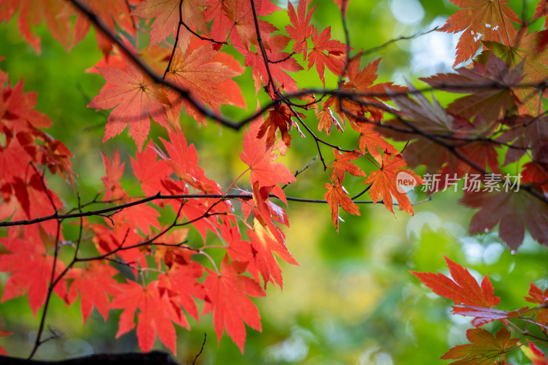 秋季枫叶美景