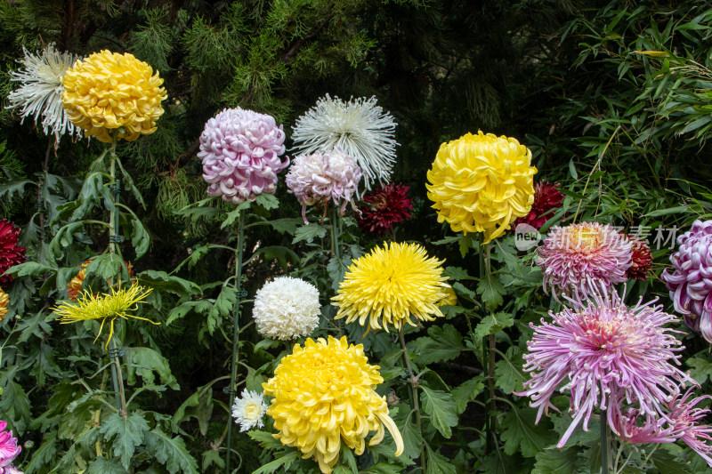 菊花展览各色菊花秋菊盛开