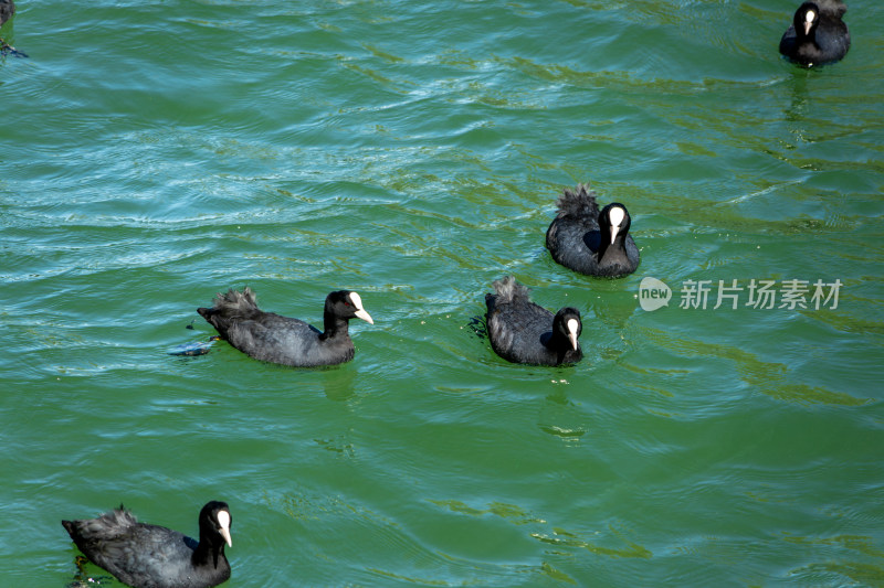 碧波荡漾绿色湖面上的黑色骨顶鸡