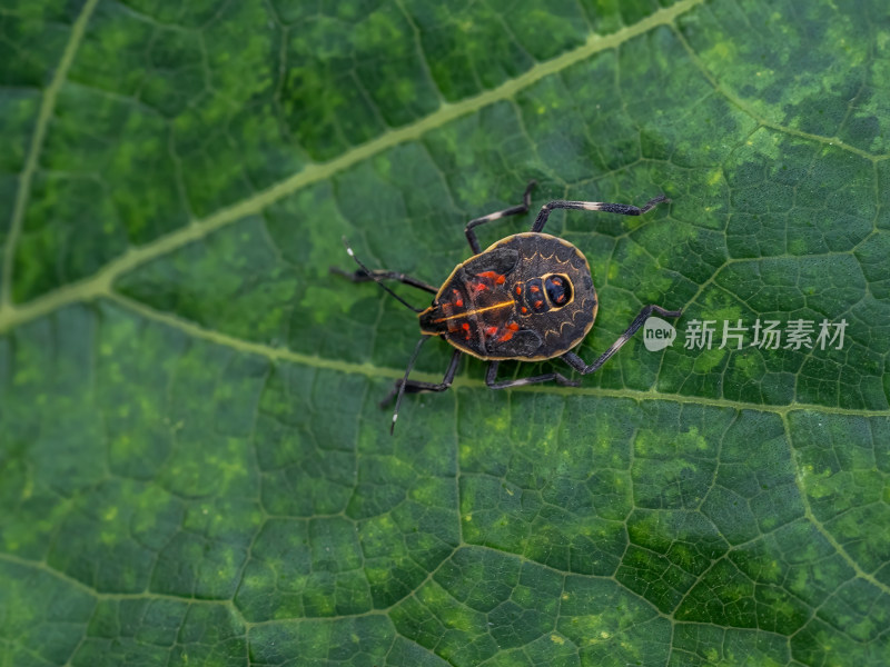 动物昆虫麻皮蝽臭大姐黄斑蝽