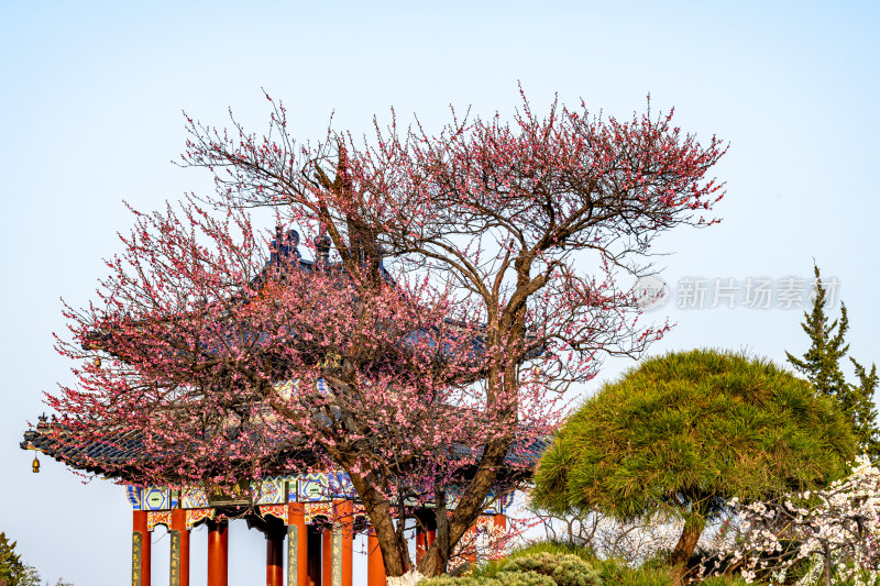 南京明孝陵梅花山梅花开