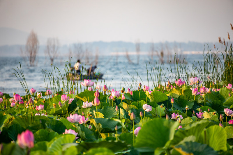 池塘湖泊湿地里的荷塘荷花