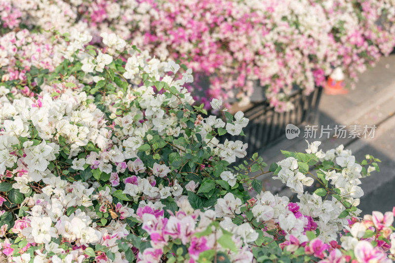 城市中鲜花覆盖的天桥景观