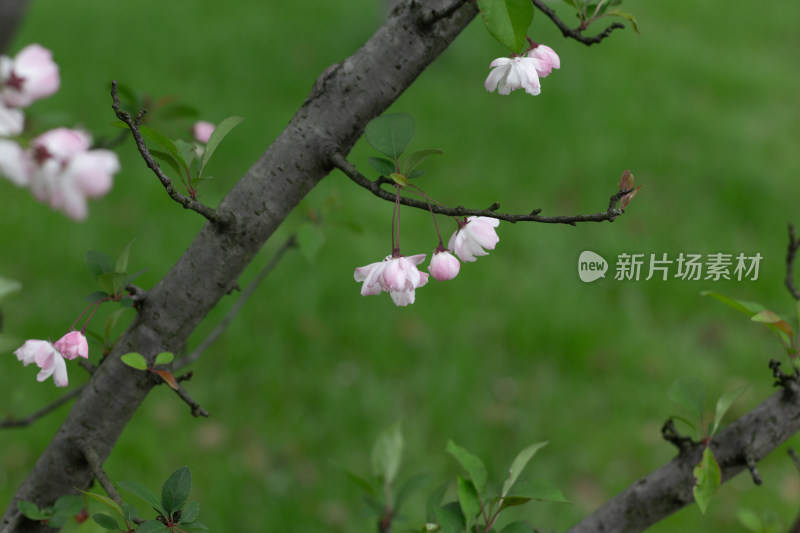 杭州花港观鱼海棠花开满枝 尽显春日生机