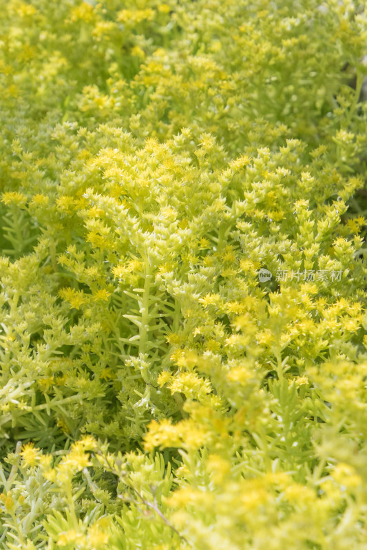 花丛中采蜜的蜜蜂