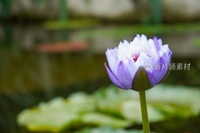 浅紫色莲花睡莲荷花夏季实拍