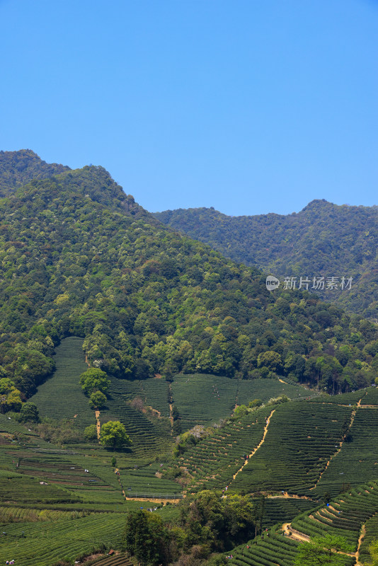 春天的龙井茶园