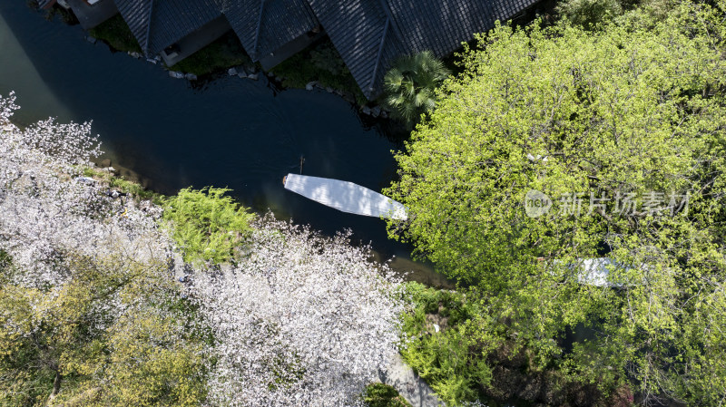 杭州西湖古风建筑与樱花树下的小船
