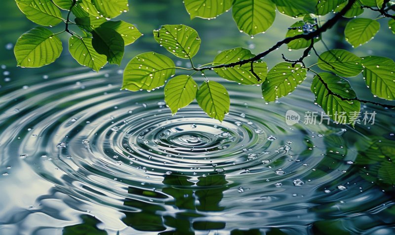 小雨绿叶水面雨滴涟漪水波纹下雨背景