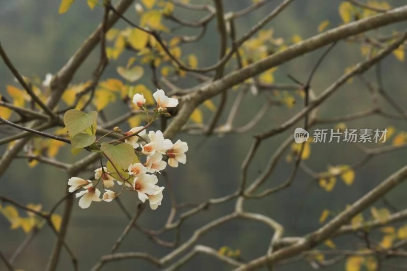 福建省泉州市德化县乡村植物特写