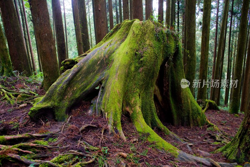 阿里山