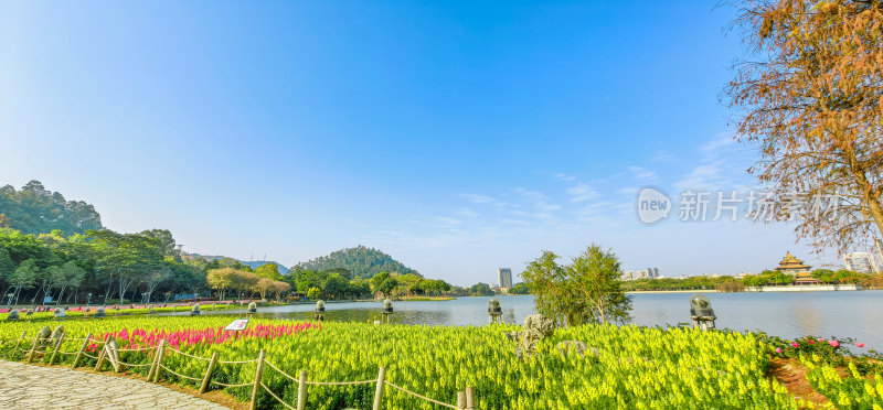 佛山市顺峰山公园盛开的金鱼草花海