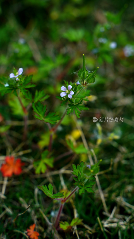 野花植物素材——老颧草