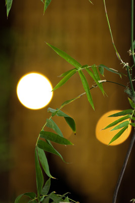 绿植特写与光斑背景