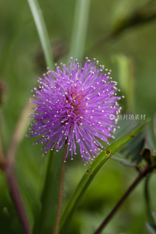 含羞草花特写