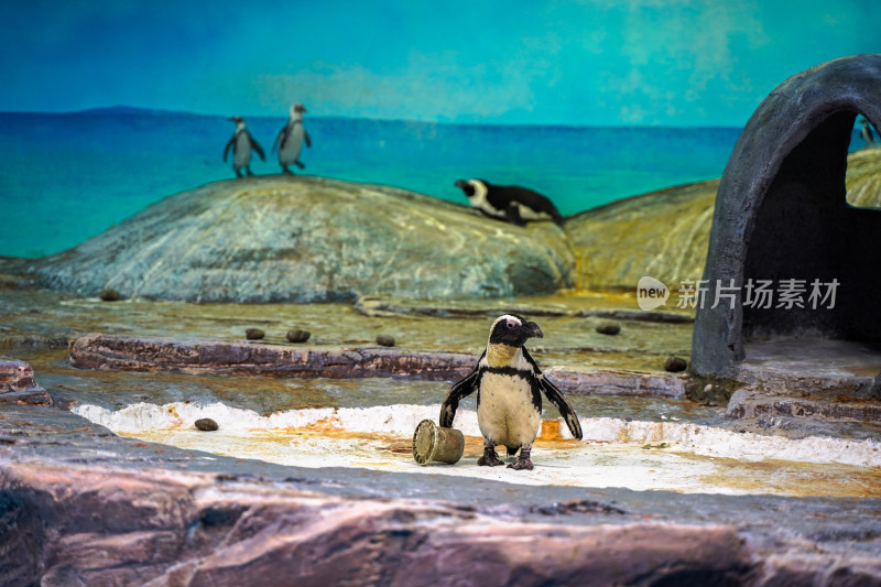 动物园中的企鹅斑嘴环企鹅
