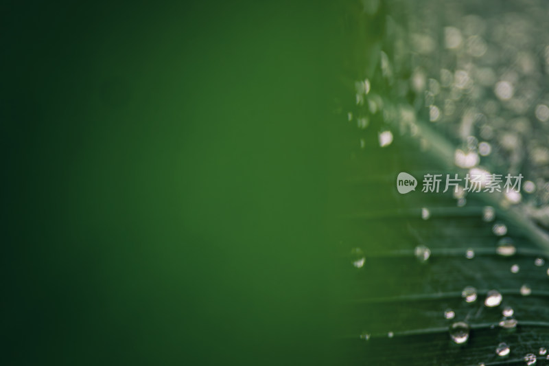 雨后绿叶上的水珠