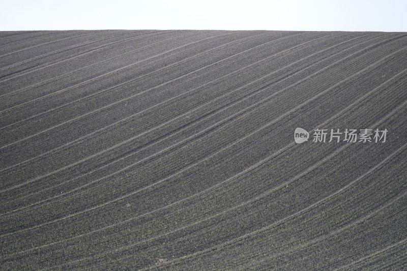 收割后的纹理感稻田