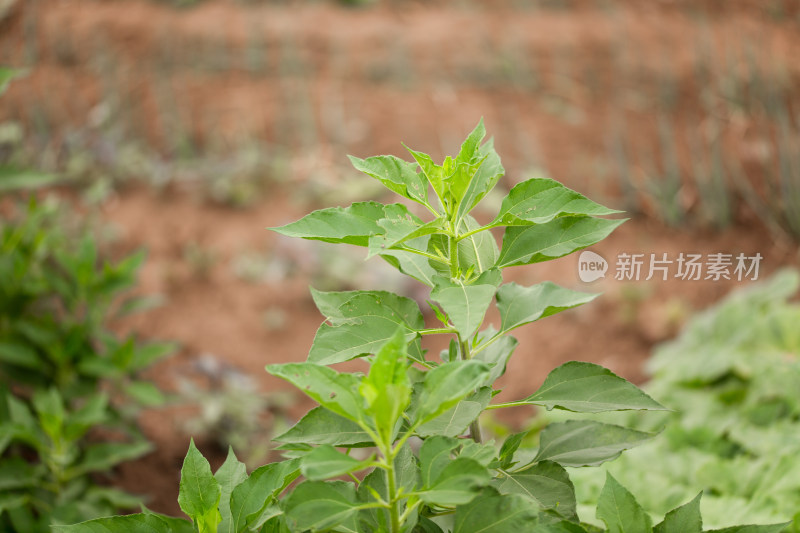 野生的菊芋