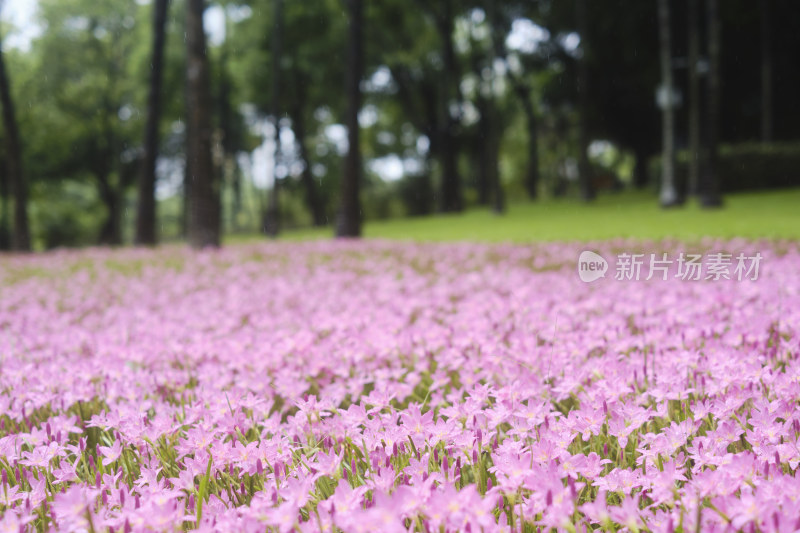 粉色的风雨兰花海