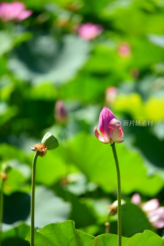 莲花荷花荷花池