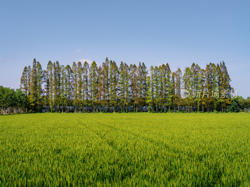 秋天阳光下的绿色水稻田野农田树林全景