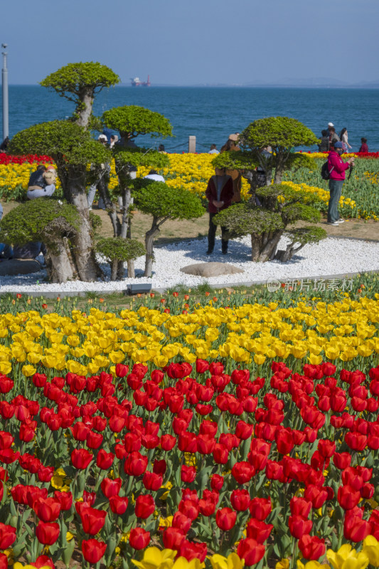 春天公园里盛开的郁金香花海自然风景