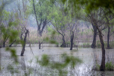 长江边春天湿地水中柳树水鸟洗衣人