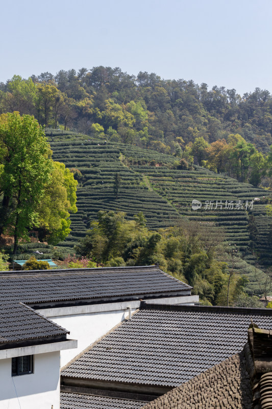 杭州杨梅岭绿意盎然的梯田式茶园