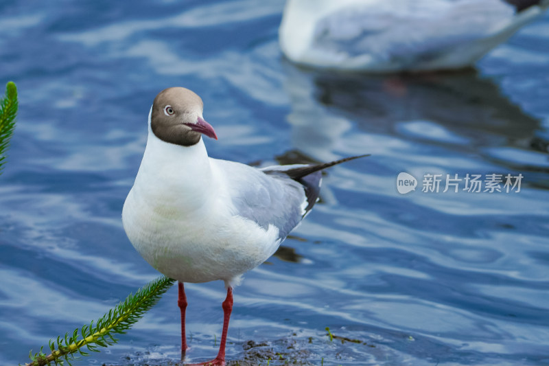 若尔盖的海鸥