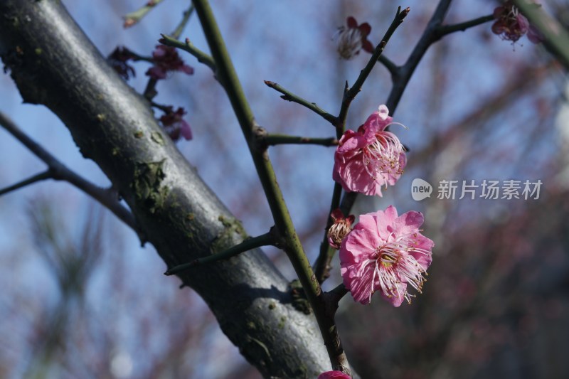 梅花 腊梅 红梅花