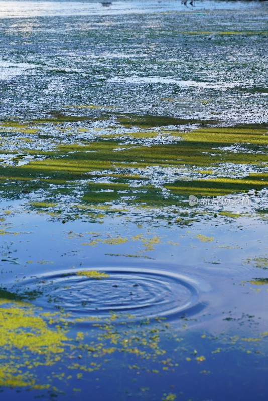 水面浮萍与波纹景象