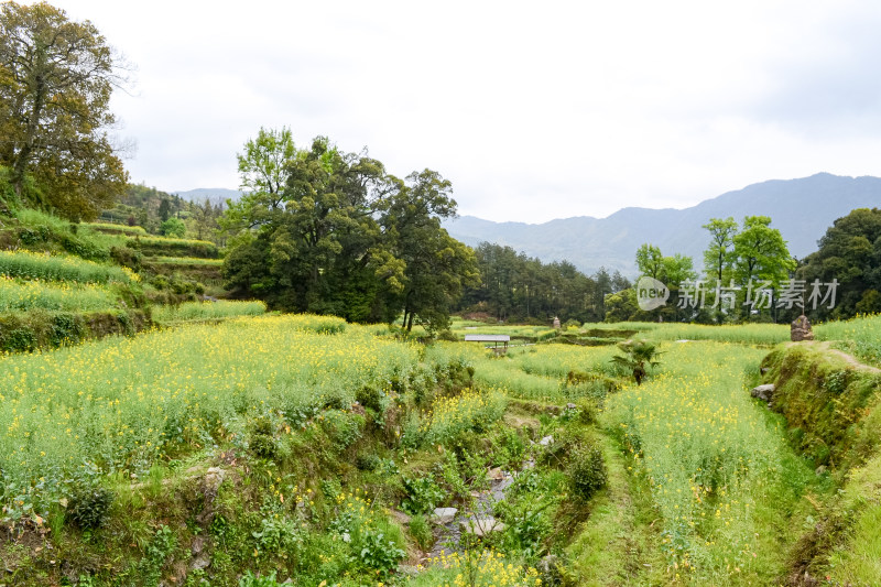 婺源梯田油菜花