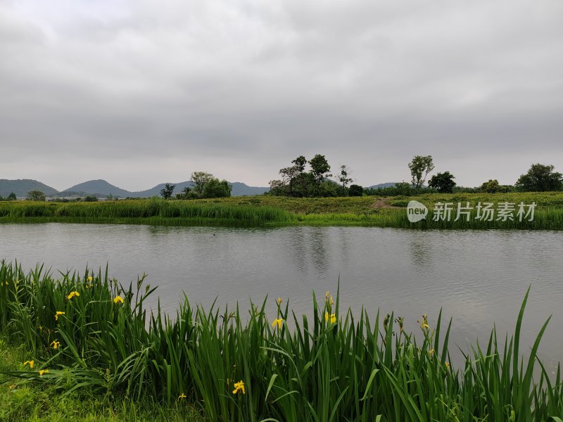 水边生长绿植的自然景观