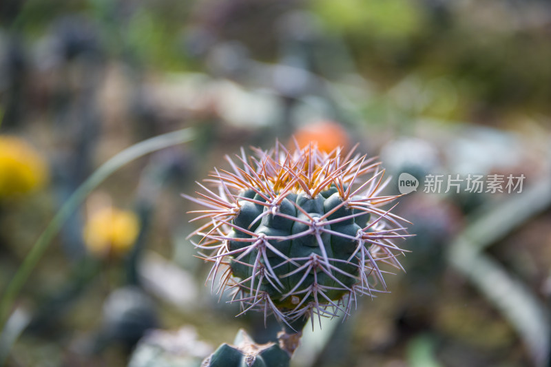 花花草草仙人植物