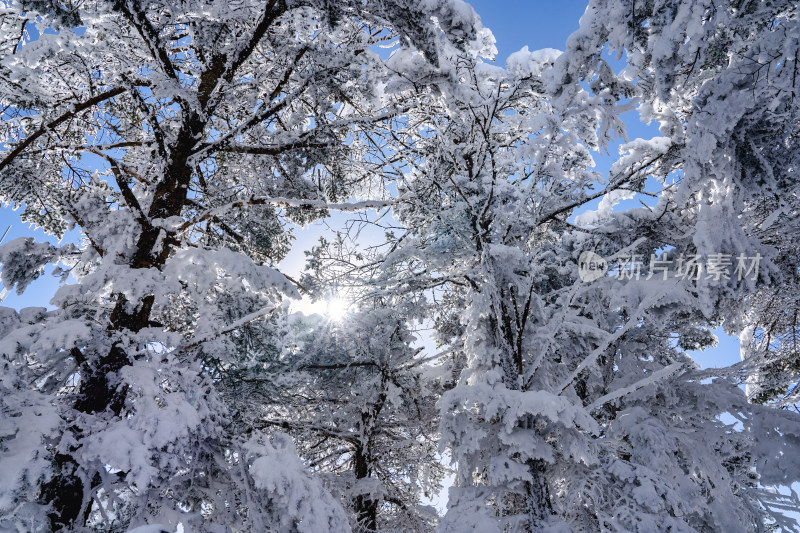 冬季成都西岭雪山的植被植物