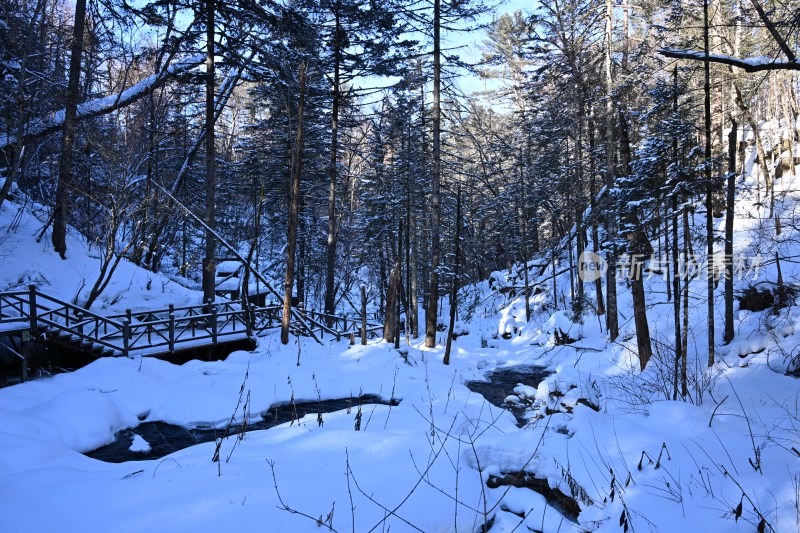 雪后树林蓝天相映的冬日自然景象