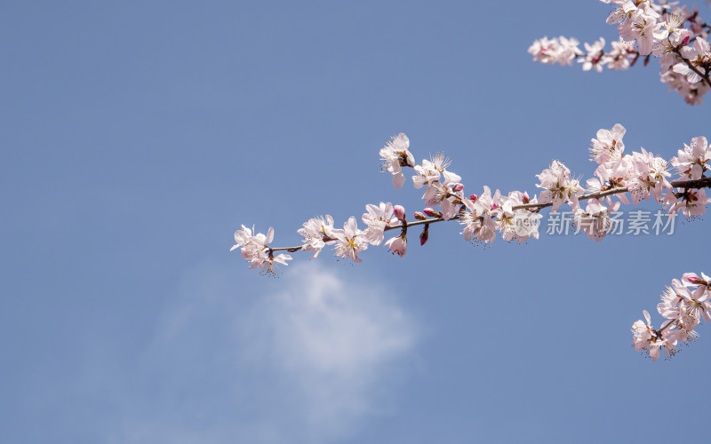 春日桃花特写