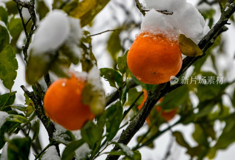 重庆酉阳：庭院橘子蔬菜与白雪