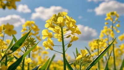 油菜花田与天空