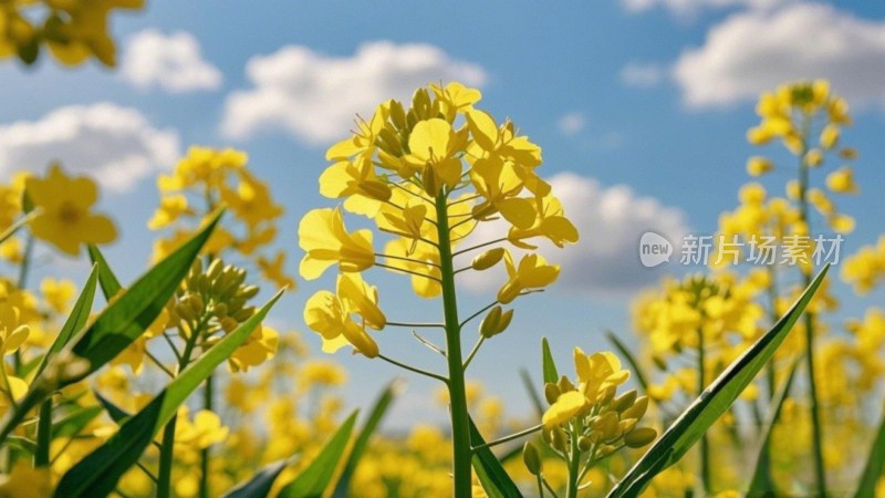 油菜花田与天空