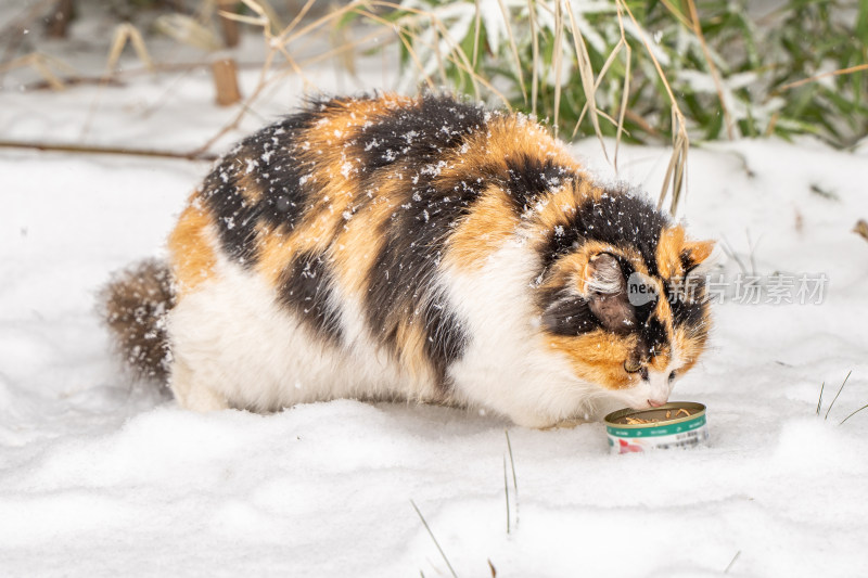 猫在雪天觅食冬季流浪猫雪地寒冷竹林